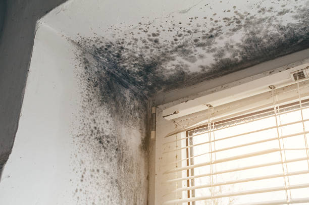 Affordable Mold Remediation solutions in Pikesville, MD