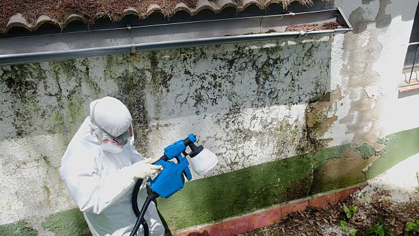 Top rated local Mold Remediation specialists in Pikesville, MD